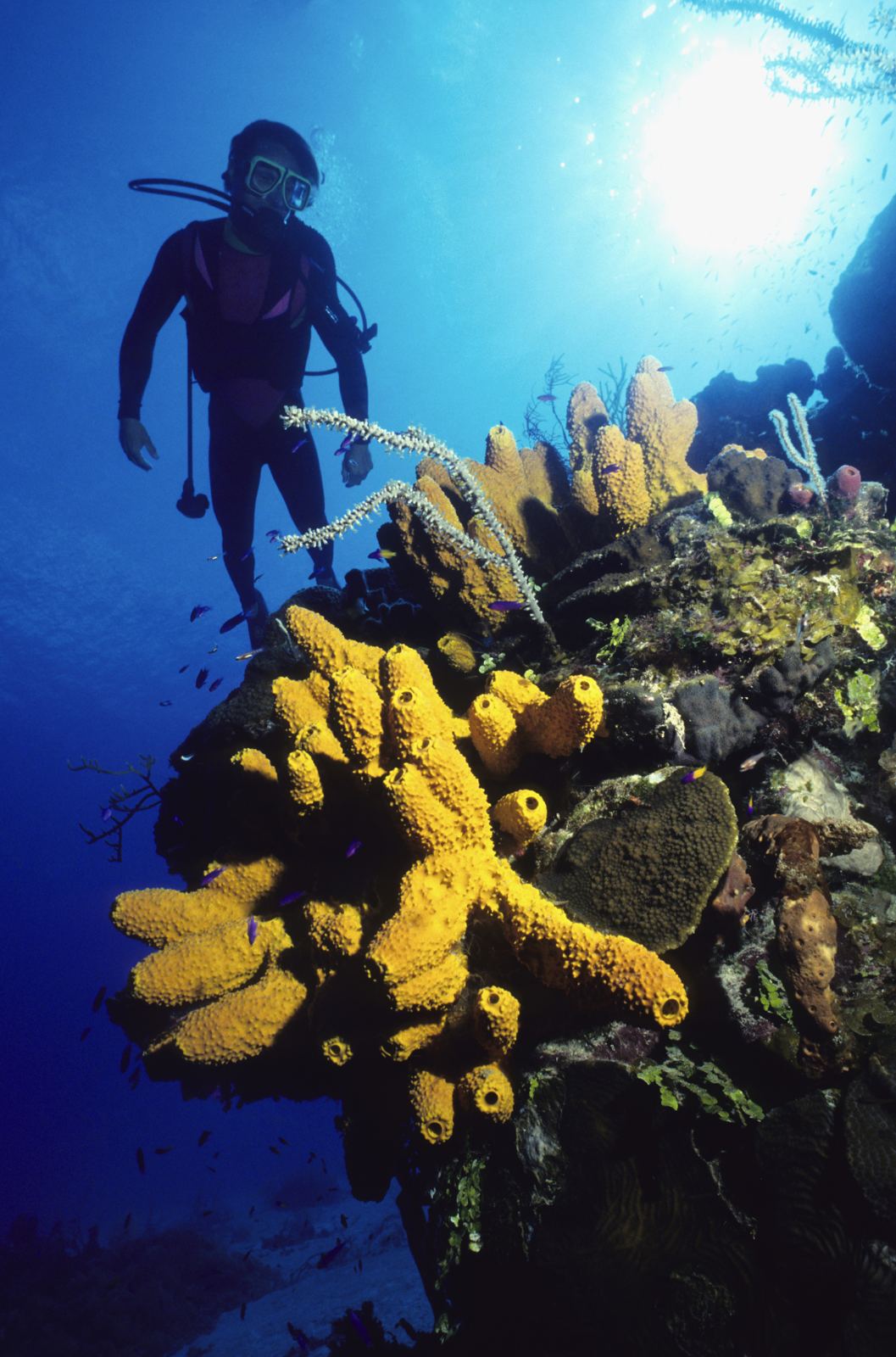 Diver over a reef